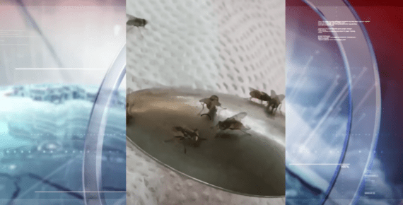LA PLAGA DE MOSCAS MANTIENE EN ALERTA A MÁS DE CIEN FAMILIAS