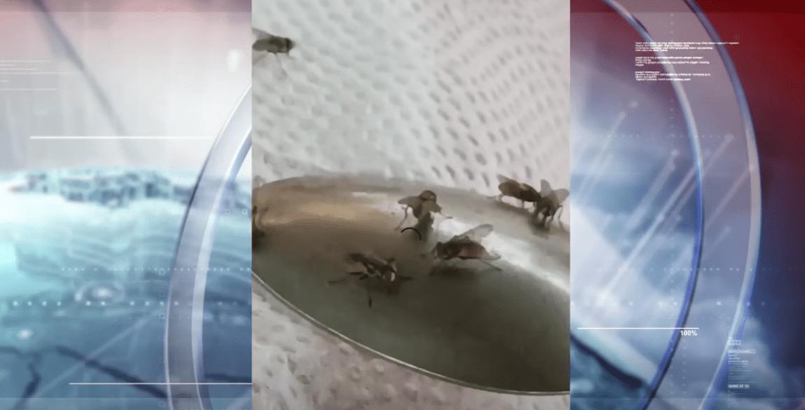 LA PLAGA DE MOSCAS MANTIENE EN ALERTA A MÁS DE CIEN FAMILIAS
