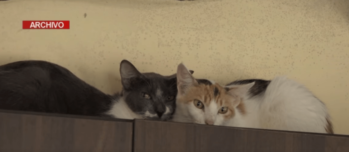10 GATITOS RESCATADOS SERÁN ATENDIDOS POR UNA FUNDACIÓN EN QUITO
