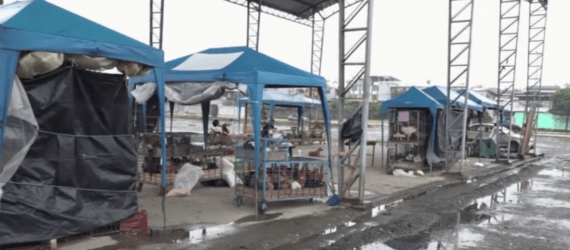 LOS COMERCIANTES DE AVES DE CORRAL BRINDAN SERVICIOS ADICIONALES