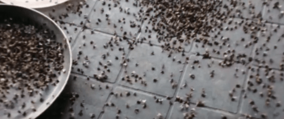 LOS AFECTADOS SUFREN POR LA INFESTACIÓN DE MOSCAS