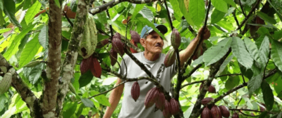 LOS AGRICULTORES SIEMBRAN MÁS CACAO EN SUS FINCAS