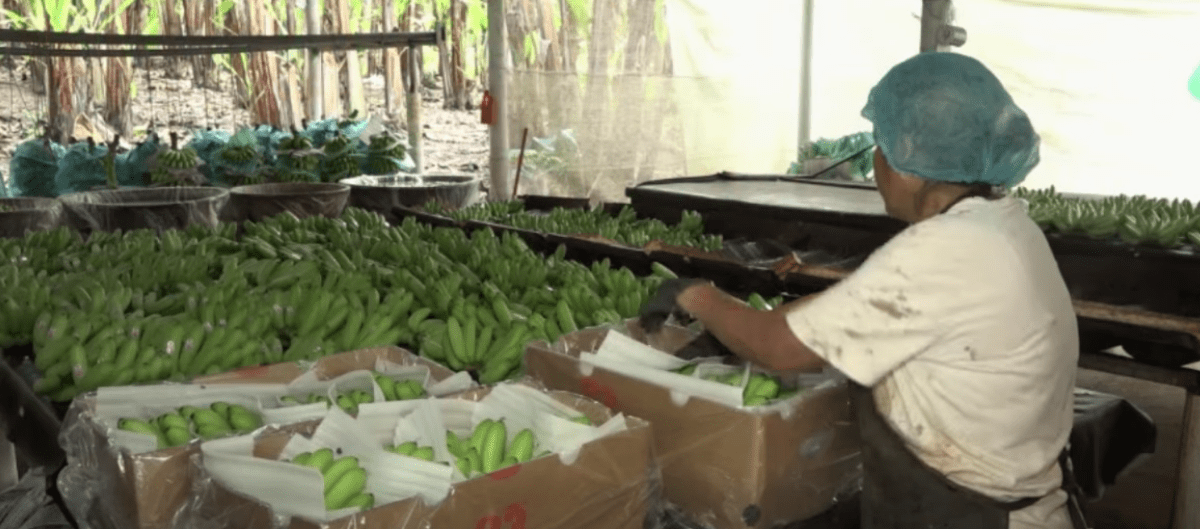 LA PRODUCCIÓN DE ORITO SE ENCUENTRA EN RIESGO POR LAS MOSCAS