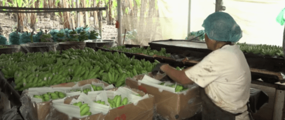 LA PRODUCCIÓN DE ORITO SE ENCUENTRA EN RIESGO POR LAS MOSCAS