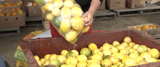 EL MARACUYÁ VUELVE A SER UN PILAR DE LA AGRICULTURA