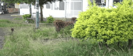 EL PARQUE MANUEL RAMOS SE ENCUENTRA LLENO DE MALEZA