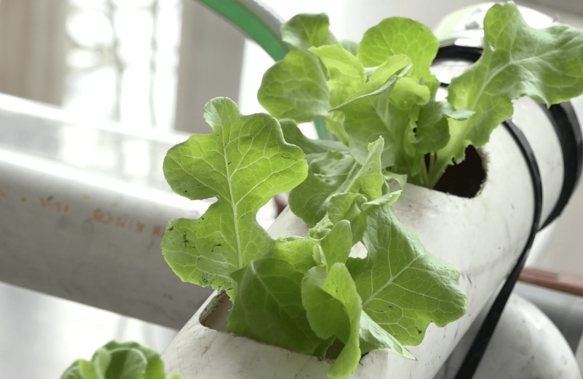 IMPULSO DE LA AGRICULTURA ORGÁNICA EN SANTO DOMINGO