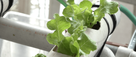 IMPULSO DE LA AGRICULTURA ORGÁNICA EN SANTO DOMINGO