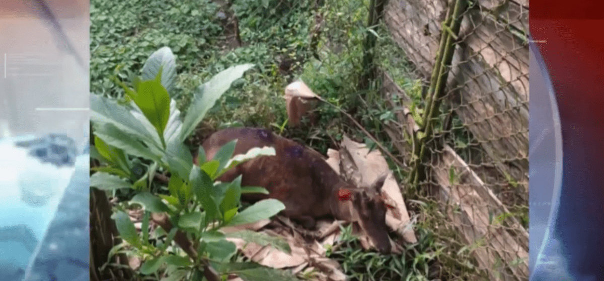 LA PROLIFERACIÓN DE MOSCAS NUEVAMENTE CAUSA DAÑOS A LOS ANIMALES
