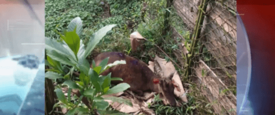 LA PROLIFERACIÓN DE MOSCAS NUEVAMENTE CAUSA DAÑOS A LOS ANIMALES