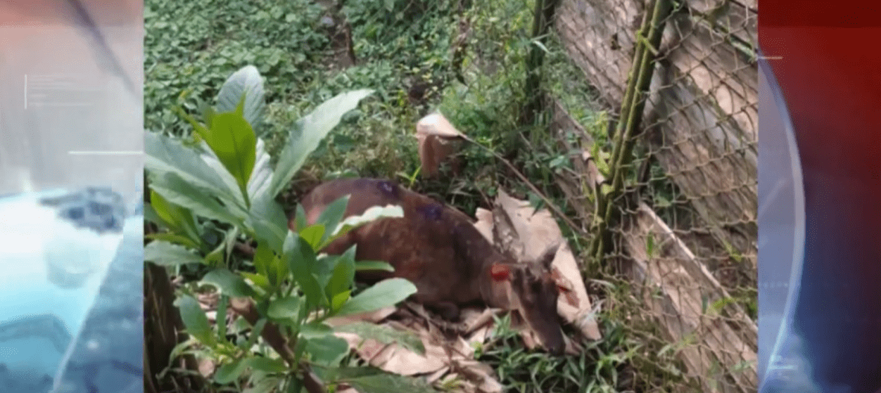 LA PROLIFERACIÓN DE MOSCAS NUEVAMENTE CAUSA DAÑOS A LOS ANIMALES