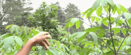 PREVENCIÓN ANTE LAS LLUVIAS PRODUCTORES ACTIVAN ALERTAS